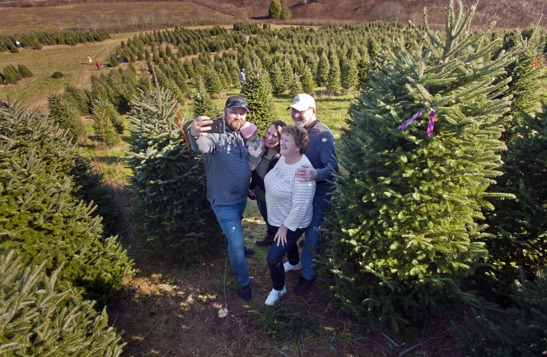 Choose and cut Christmas trees